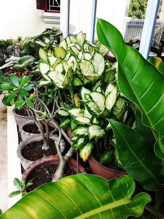 Phonepraseuth Guesthouse Luang Prabang Dış mekan fotoğraf